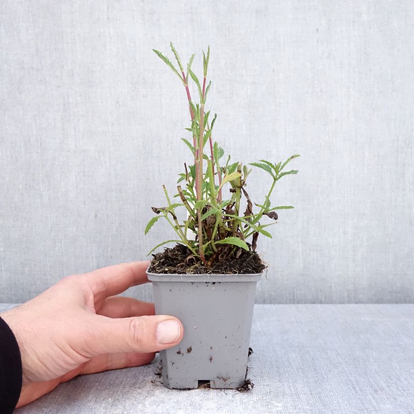 Amostra de Verbena bonariensis Vanity Vaso de 8/9 cm tal como entregue na primavera