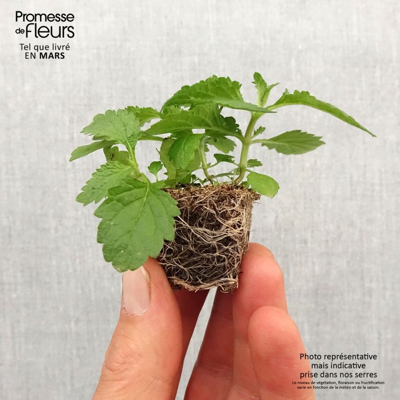 Amostra de Verbena bonariensis Vanity - Verveine de Buenos Aires Mini-torrão Ø 3/4 cm tal como entregue na primavera