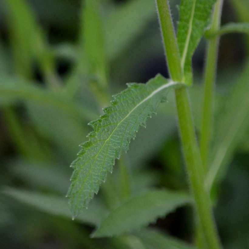 Verbena bonariensis - Verbena de Buenos Aires (Folhagem)