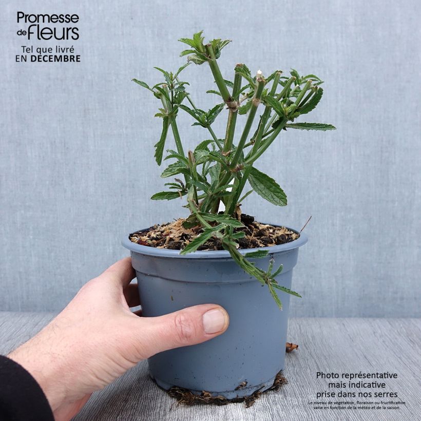 Amostra de Verbena bonariensis - Verbena de Buenos Aires Vaso de 2 L/3 L tal como entregue no outono