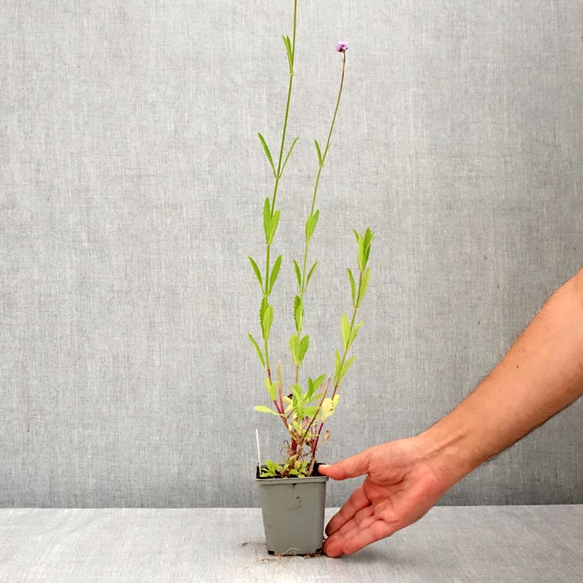 Amostra de Verbena bonariensis - Verbena de Buenos Aires Vaso de 8/9 cm tal como entregue no outono
