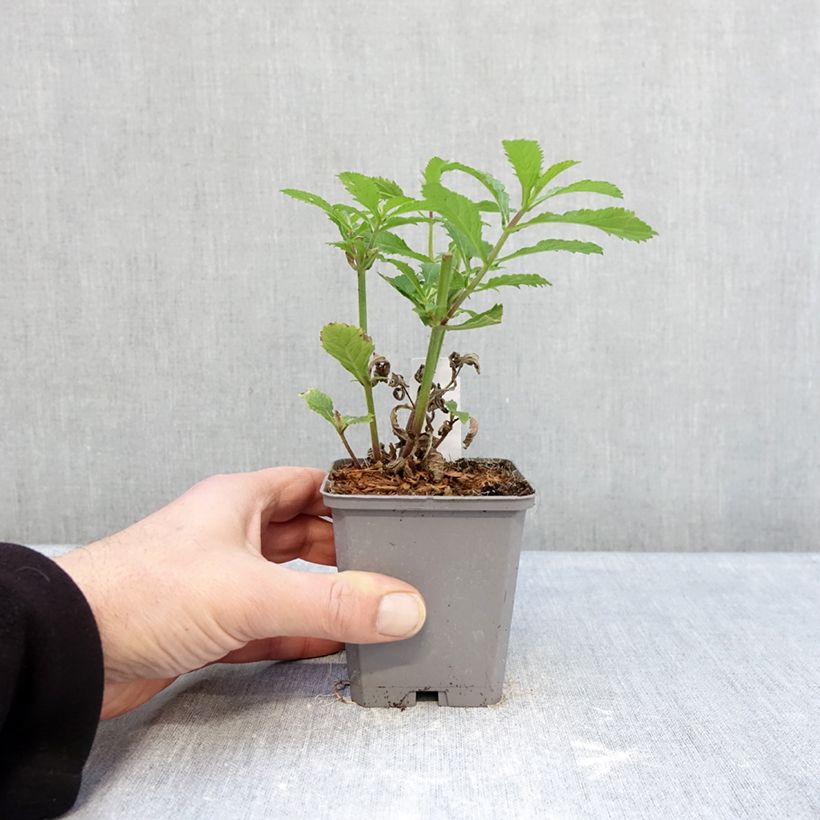 Amostra de Verbena bonariensis - Verbena de Buenos Aires Vaso de 8/9 cm tal como entregue no inverno