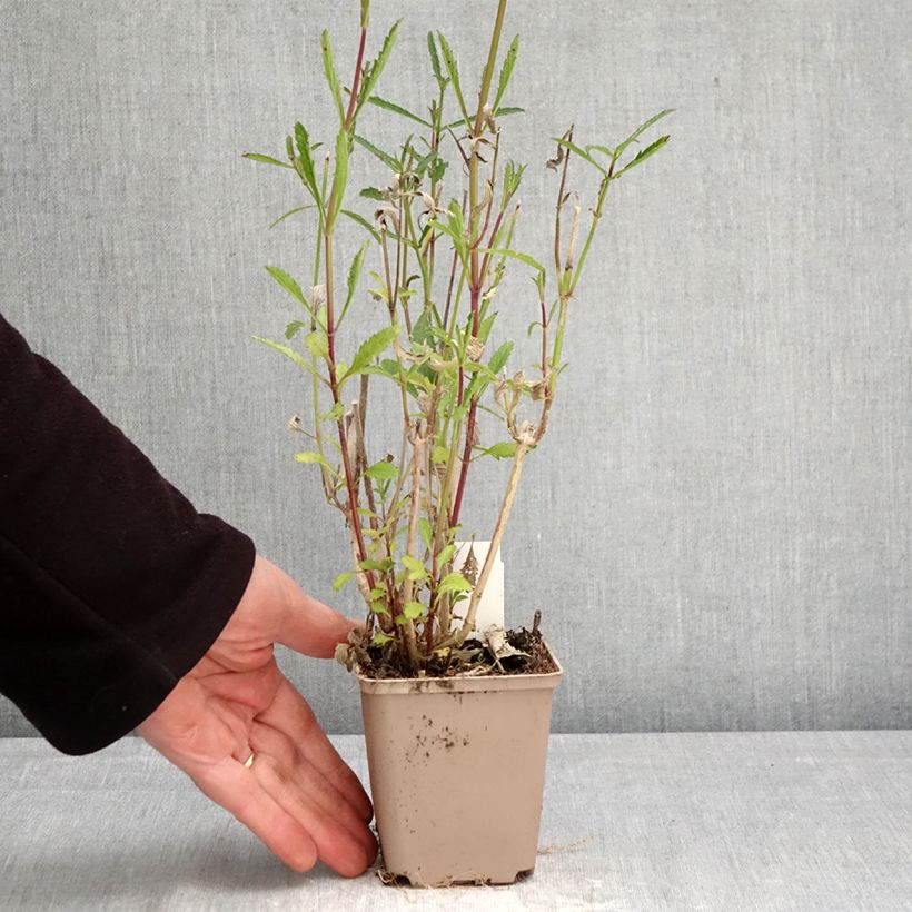 Amostra de Verbena bonariensis - Verbena de Buenos Aires Vaso de 8/9 cm tal como entregue na primavera