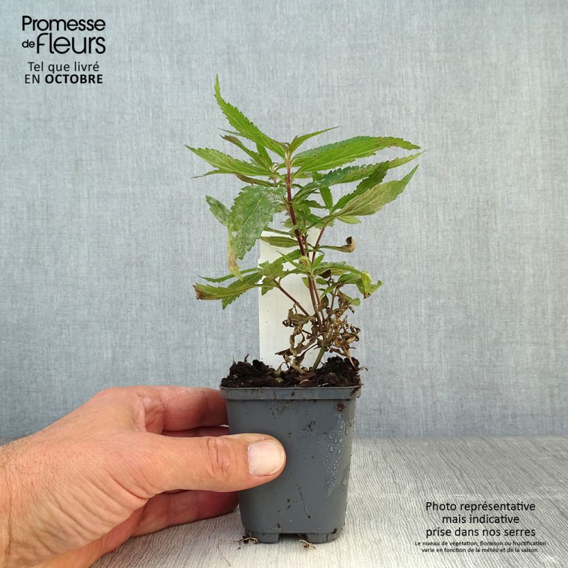 Amostra de Verbena hastata Blue Spires - Verveine hastée Godet de 8/9 cm tal como entregue no outono