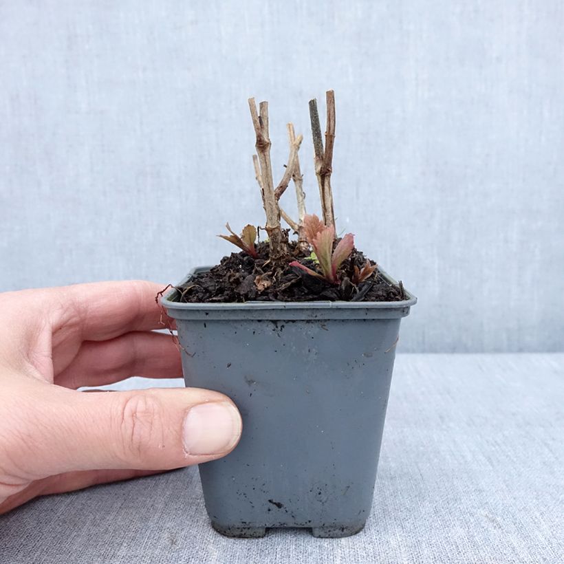 Amostra de Verbena hastata Blue Spires Vaso de 8/9 cm tal como entregue na primavera