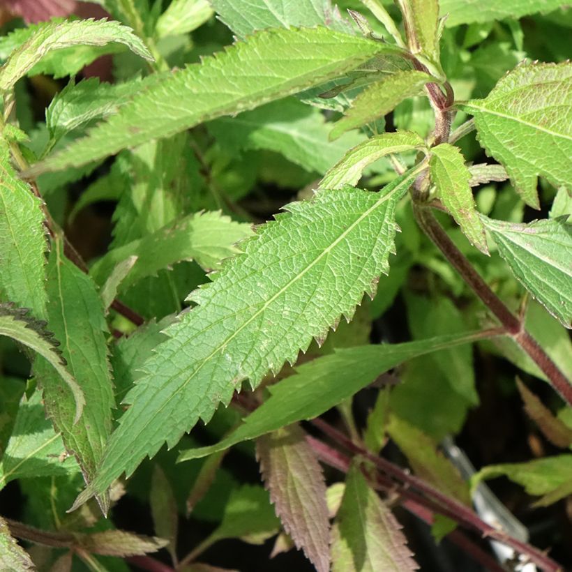 Verbena hastata Blue Spires (Folhagem)