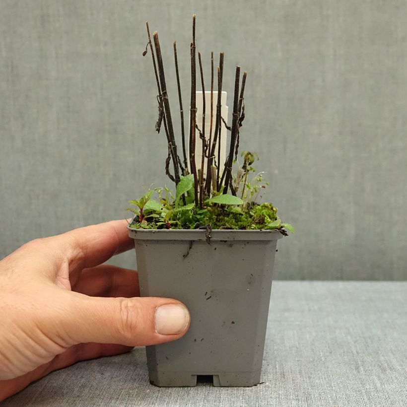 Amostra de Verbena hastata Pink Spires Vaso de 8/9 cm tal como entregue no outono