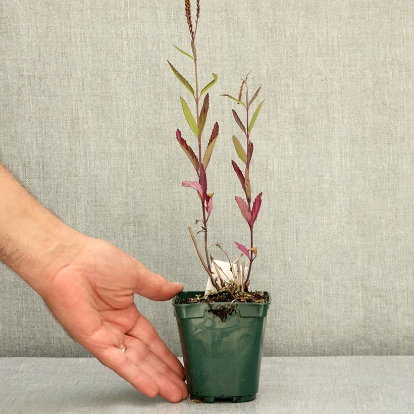 Amostra de Verbena hastata Pink Spires Vaso de 8/9 cm tal como entregue no verão
