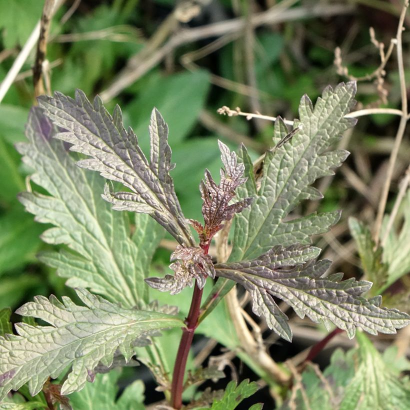 Verbena officinalis Bampton (Folhagem)