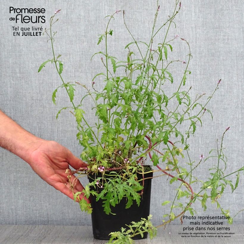 Amostra de Verbena officinalis Bampton Vaso de 2 L/3 L tal como entregue no verão