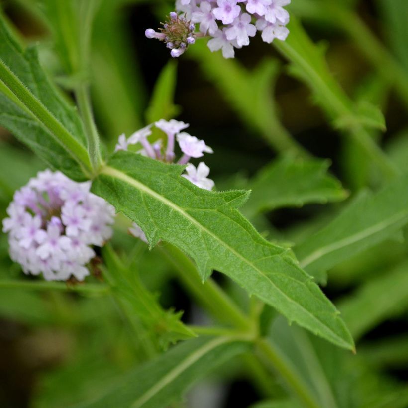 Verbena rigida Polaris (Folhagem)