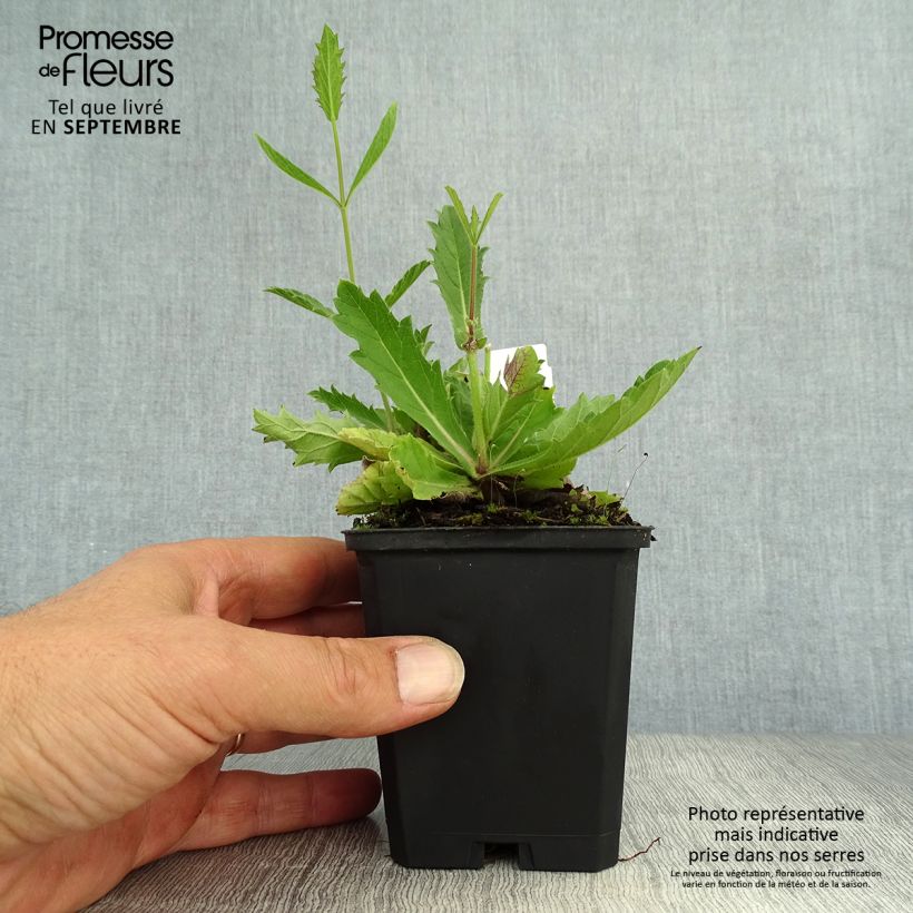 Amostra de Verbena rigida Polaris Vaso de 8/9 cm tal como entregue no outono
