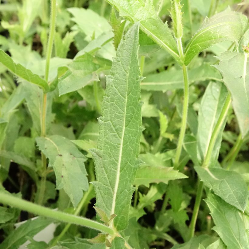 Verbena rigida Venosa (Folhagem)