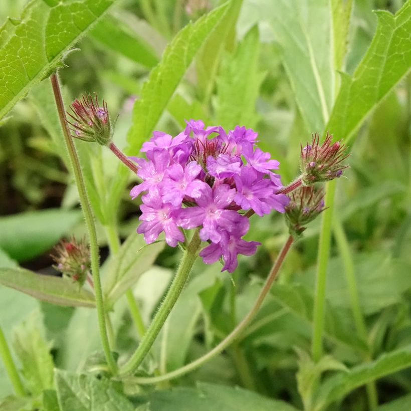 Verbena rigida Venosa (Floração)