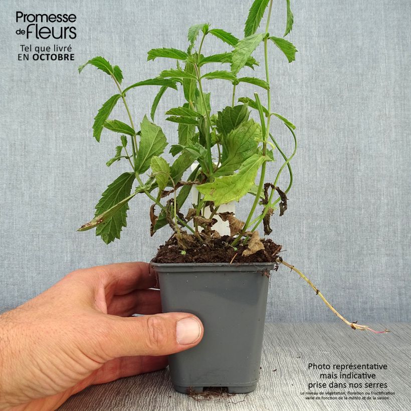 Amostra de Verbena rigida Venosa Vaso de 8/9 cm tal como entregue no outono