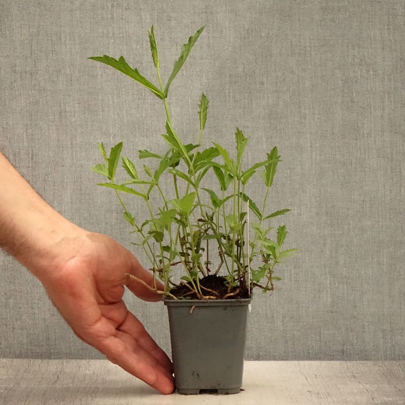 Amostra de Verbena rigida Venosa Vaso de 8/9 cm tal como entregue no verão