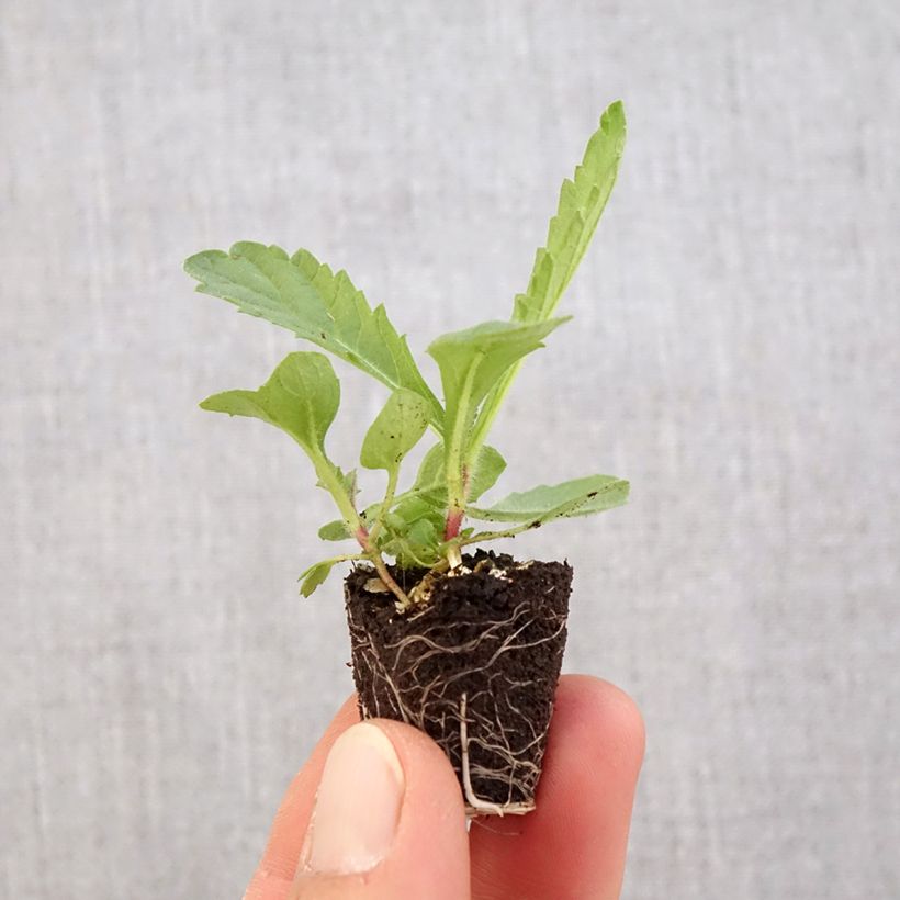 Amostra de Verbena rigida Venosa Mini-torrão Ø 3/4 cm tal como entregue na primavera