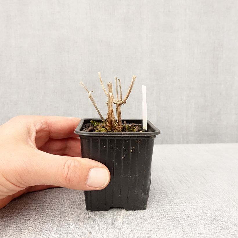 Amostra de Verbena Lavender Spires Vaso de 8/9 cm tal como entregue na primavera