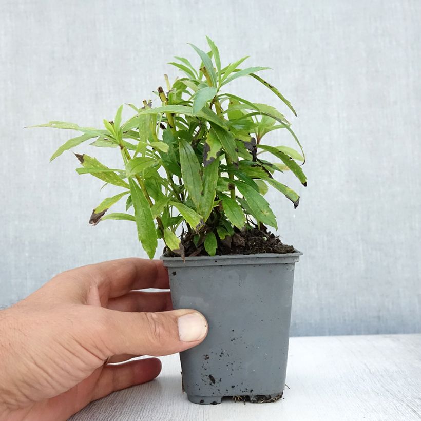Amostra de Solidago canadensis Vaso de 7/8 cm tal como entregue no verão