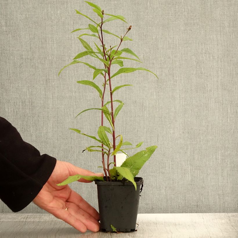 Amostra de Vernonia arkansana Vaso de 8/9 cm tal como entregue no outono