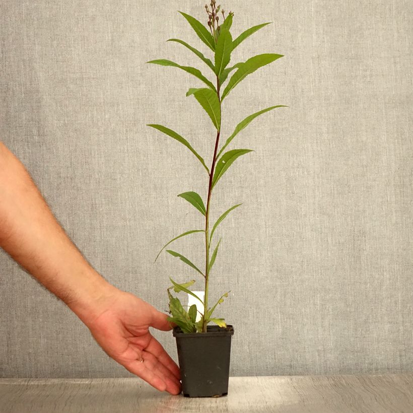 Amostra de Vernonia arkansana Vaso de 8/9 cm tal como entregue no verão