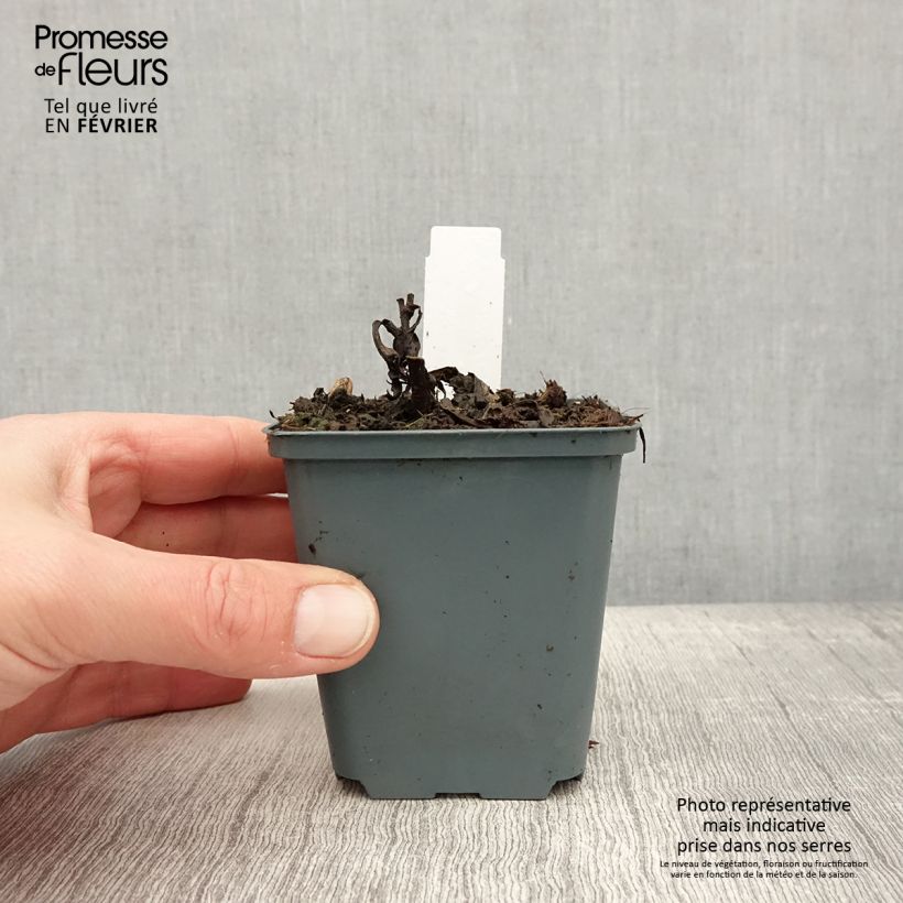 Amostra de Vernonia arkansana Vaso de 8/9 cm tal como entregue no inverno