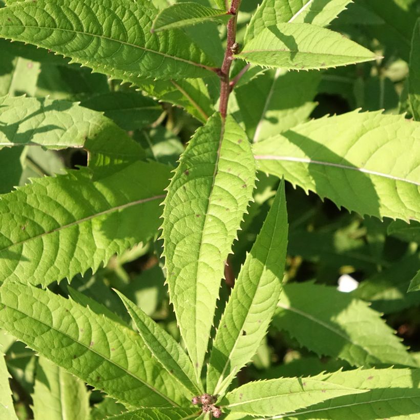 Vernonia arkansana (Folhagem)