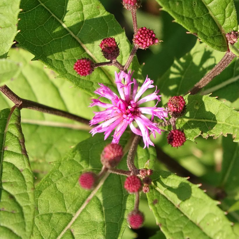 Vernonia arkansana (Floração)