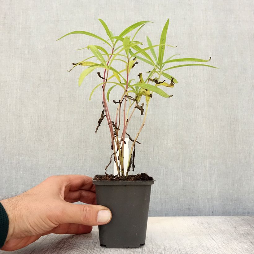 Amostra de Vernonia baldwinii Vaso de 8/9 cm tal como entregue no outono