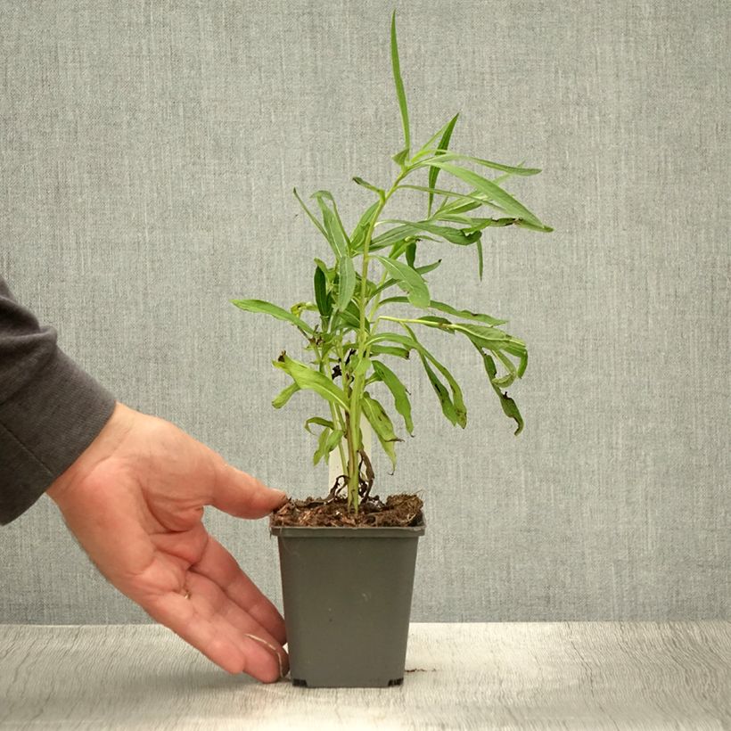 Amostra de Vernonia baldwinii Vaso de 8/9 cm tal como entregue no verão