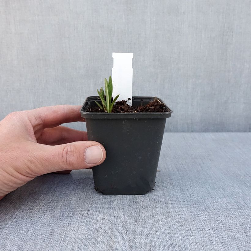 Amostra de Vernonia baldwinii Vaso de 8/9 cm tal como entregue na primavera