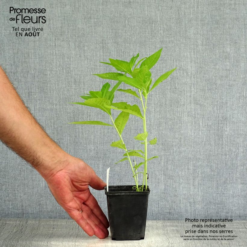 Amostra de Vernonia crinita var. alba Vaso de 8/9 cm tal como entregue no verão