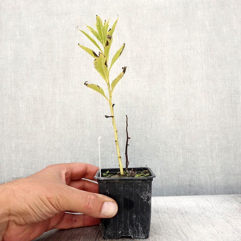 Amostra de Vernonia crinita Vaso de 8/9 cm tal como entregue no outono