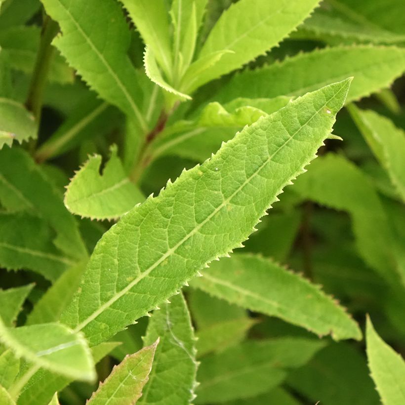 Vernonia crinita (Folhagem)