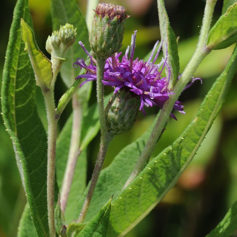 Vernonia gigantea (Folhagem)