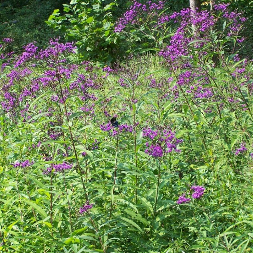 Vernonia gigantea (Hábito)