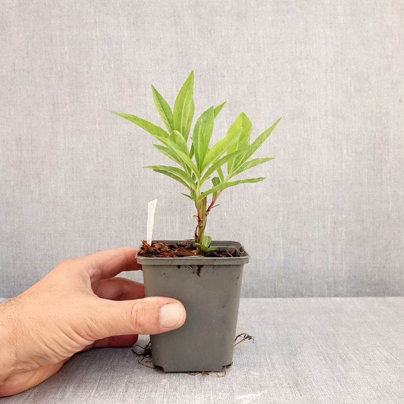 Amostra de Vernonia gigantea Vaso de 8/9 cm tal como entregue no outono