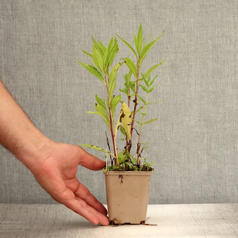 Amostra de Vernonia gigantea Vaso de 8/9 cm tal como entregue no verão