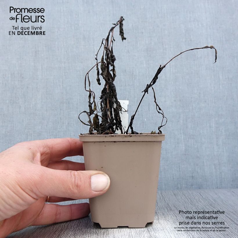 Amostra de Vernonia gigantea Vaso de 8/9 cm tal como entregue no inverno