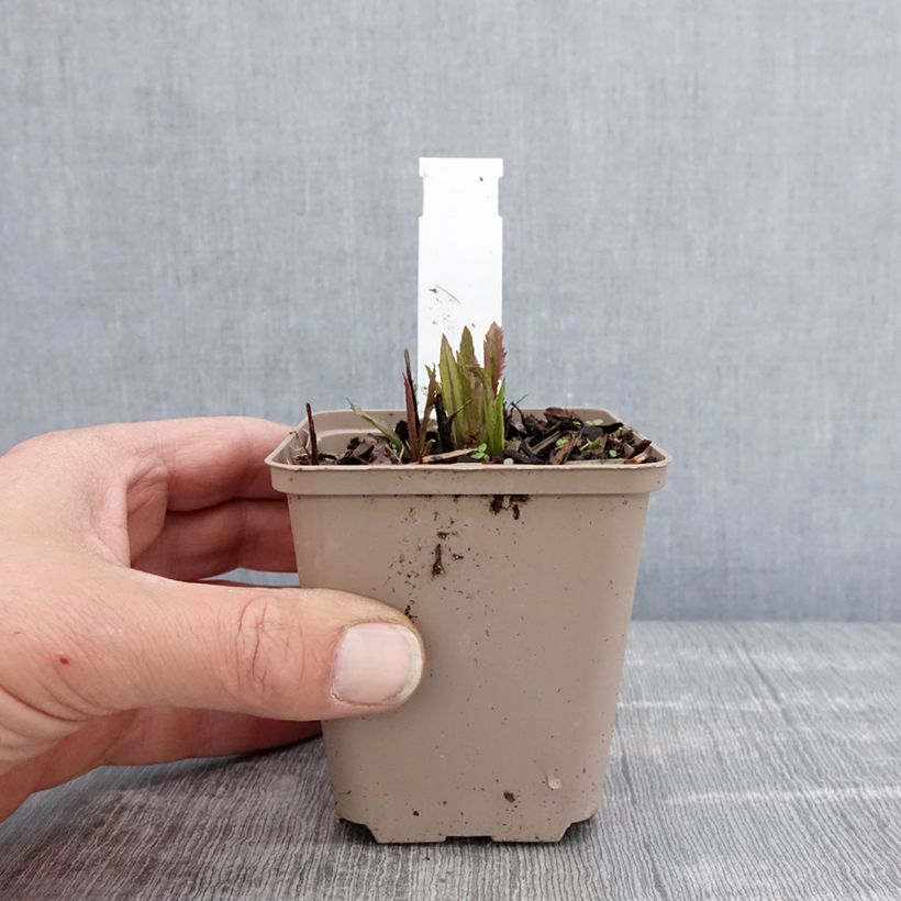 Amostra de Vernonia gigantea Vaso de 8/9 cm tal como entregue na primavera