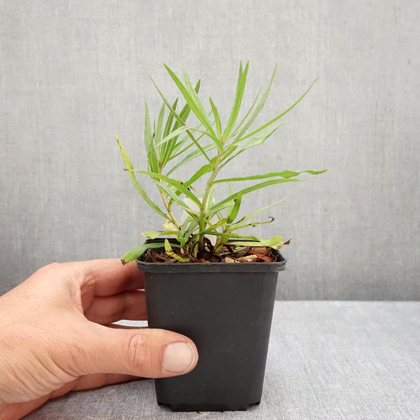 Amostra de Vernonia lettermannii Vaso de 8/9 cm tal como entregue no outono