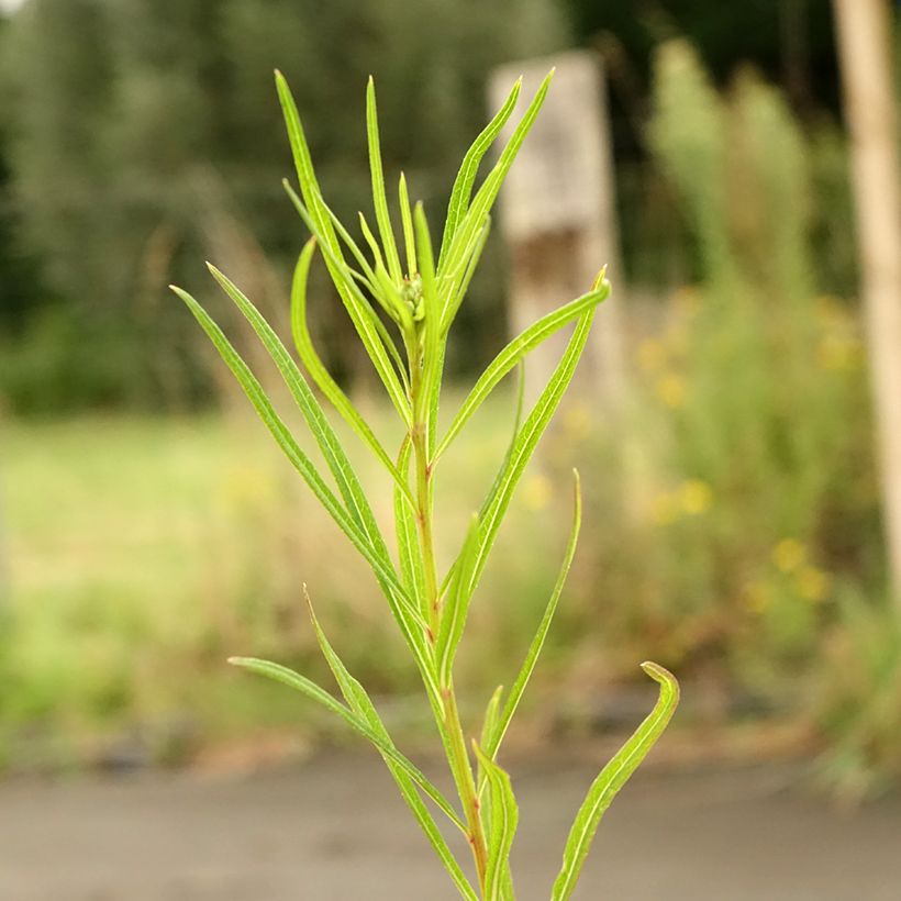 Vernonia lettermannii (Folhagem)