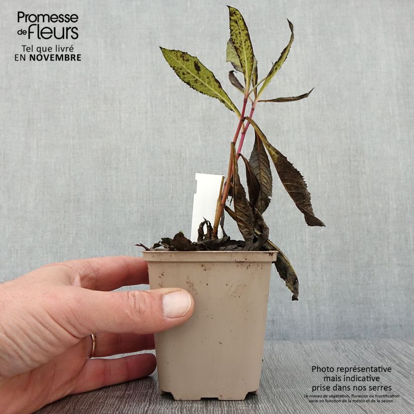 Amostra de Vernonia missurica Vaso de 8/9 cm tal como entregue no outono