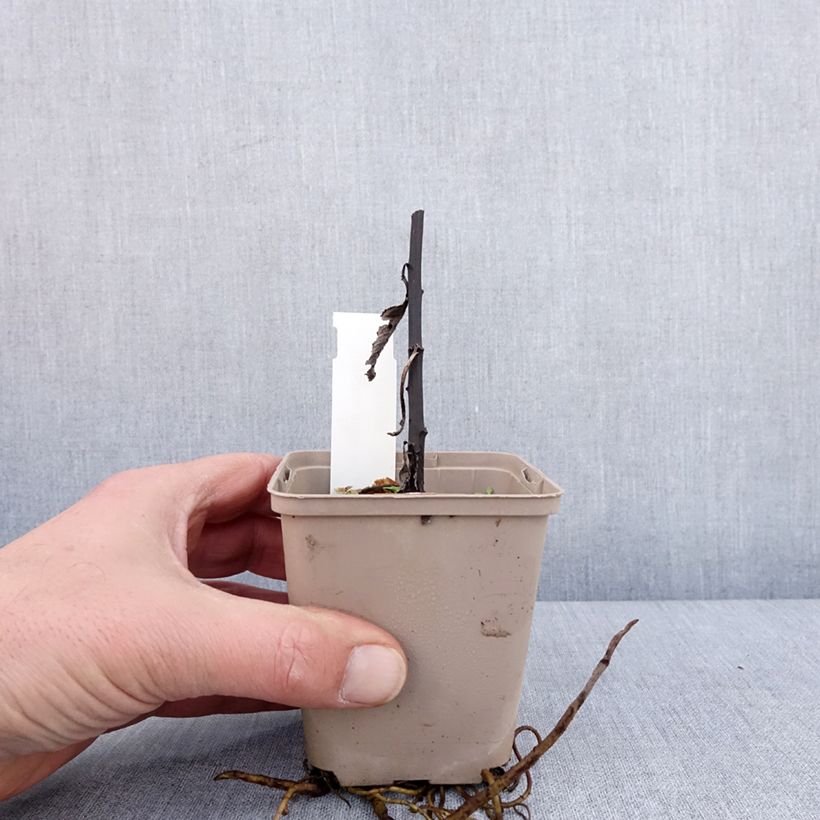 Amostra de Vernonia missurica - Vernone du Missouri Godet de 8/9 cm tal como entregue no inverno