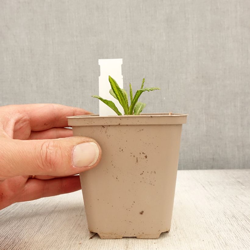 Amostra de Vernonia missurica Vaso de 8/9 cm tal como entregue na primavera