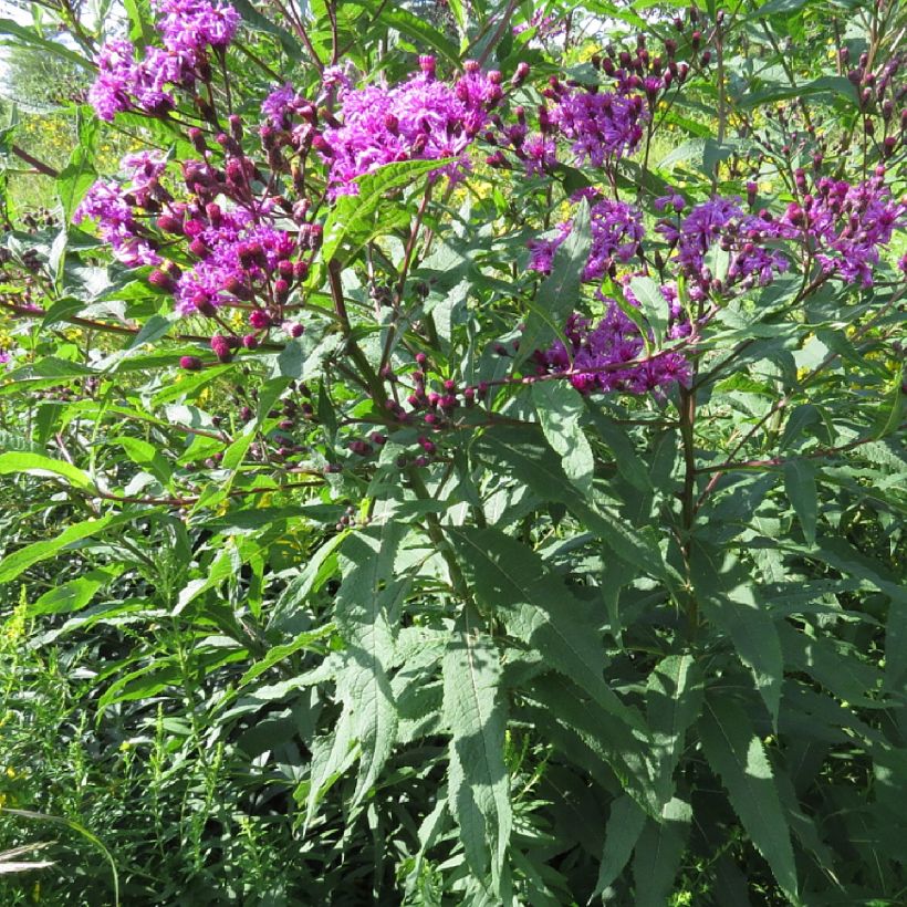 Vernonia missurica (Hábito)