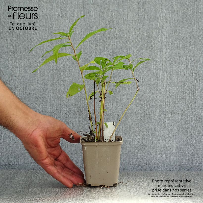 Amostra de Vernonia noveboracensis Vaso de 8/9 cm tal como entregue no outono