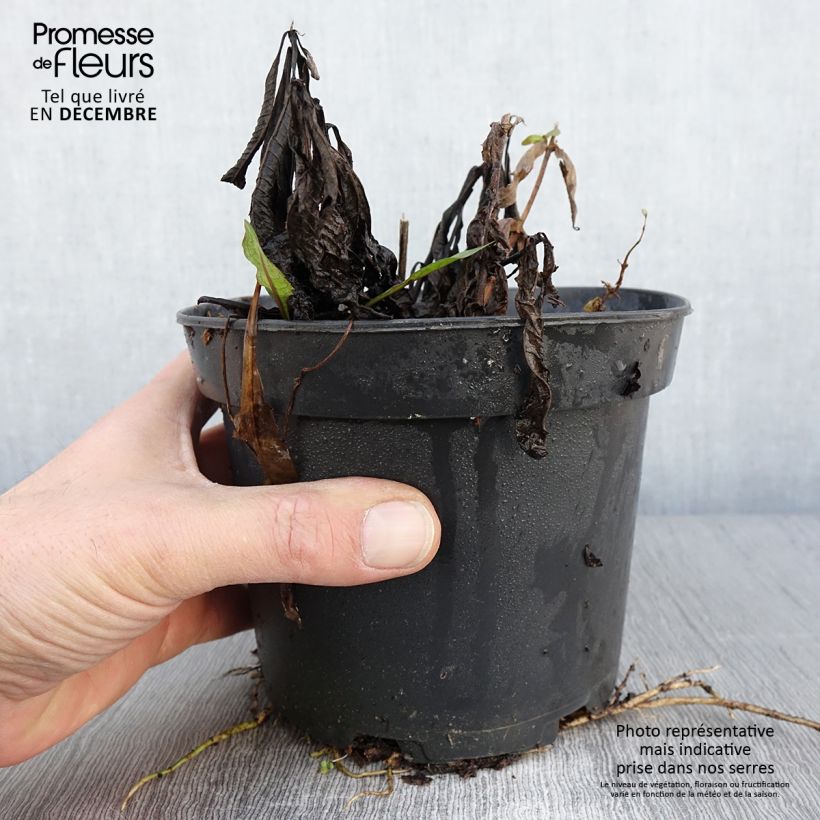 Amostra de Vernonia noveboracensis White Lightning Vaso de 2 L/3 L tal como entregue no outono