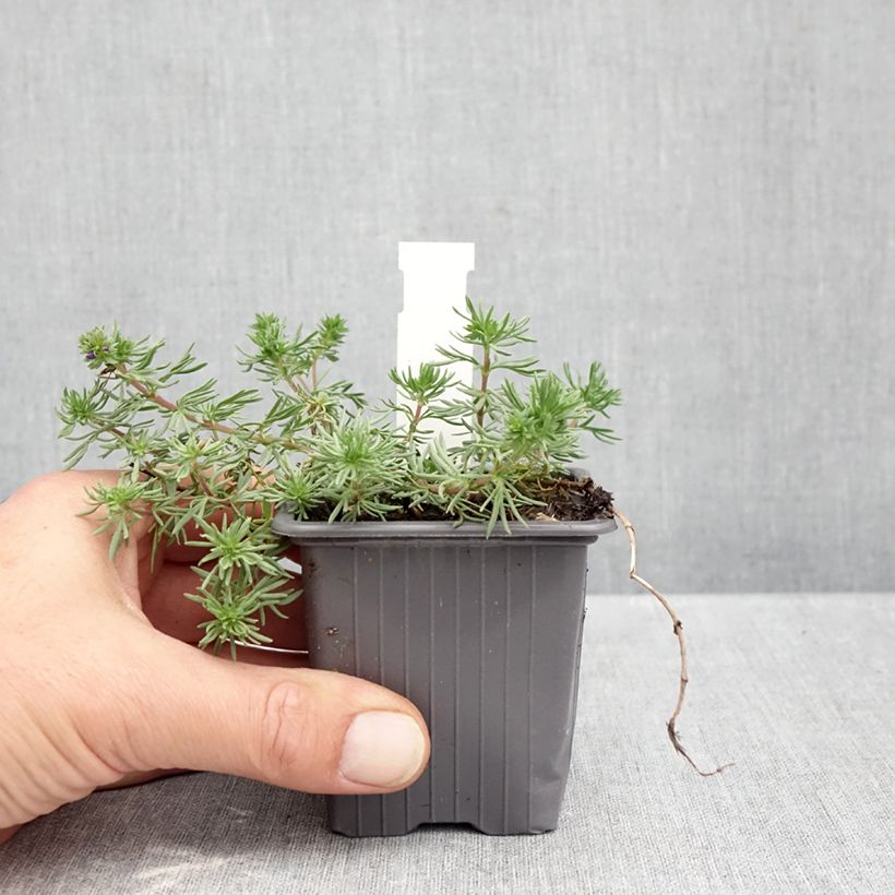 Amostra de Veronica armena - Véronique d'Arménie Godet de 8/9 cm tal como entregue no outono