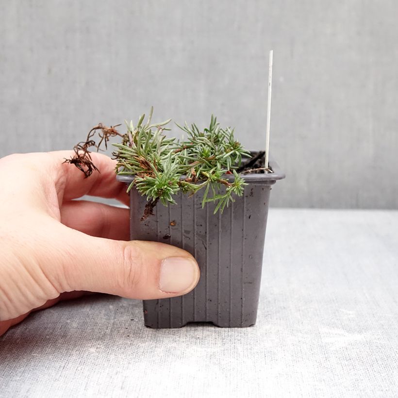 Amostra de Veronica armena Vaso de 8/9 cm tal como entregue no inverno